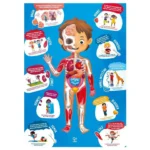 ⁦Hape Human Body Puzzle⁩ – תמונה ⁦5⁩