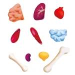 ⁦Hape Human Body Puzzle⁩ – תמונה ⁦4⁩