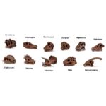 ⁦Dinosaur Skulls TOOB® Toy⁩ – תמונה ⁦4⁩
