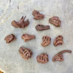 ⁦Dinosaur Skulls TOOB® Toy⁩ – תמונה ⁦2⁩