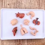 ⁦أعضاء جسم الإنسان مصغرة⁩   الصورة ⁦3⁩