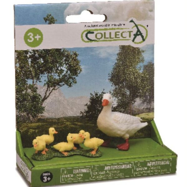 بطة بيضاء مع صغارها