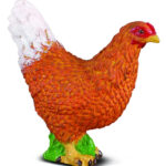 دجاجة